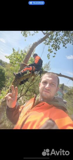 Спилить дерево, спил деревьев, срубить, расчистка