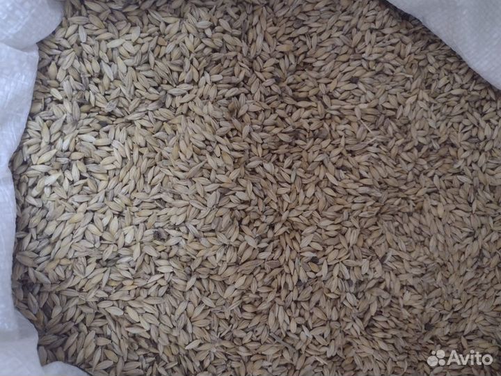 Зерно, кукуруза, горох, отруби, рожь опт и розница