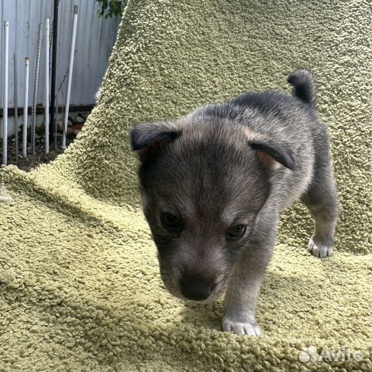 Собака в добрые руки щенок хаски