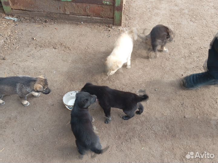 Собаки бесплатно в добрые руки щенки