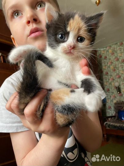 Котята бесплатно
