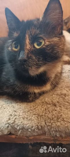 Спасти Добрую Кошку, доставим. лоток на отлично