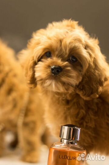 Кокапу mini мальчик