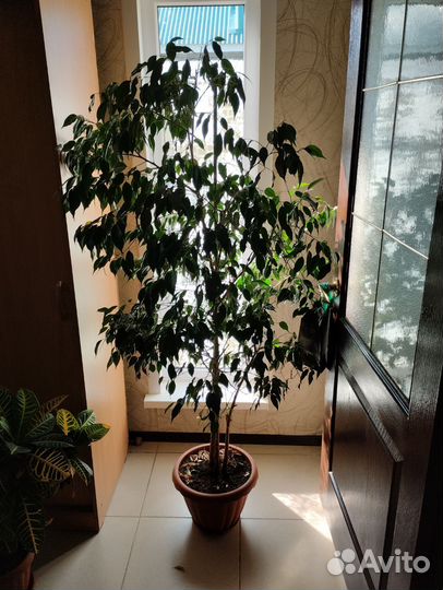 Фикус бенджамина