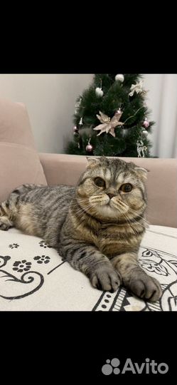 Кошка в добрые руки