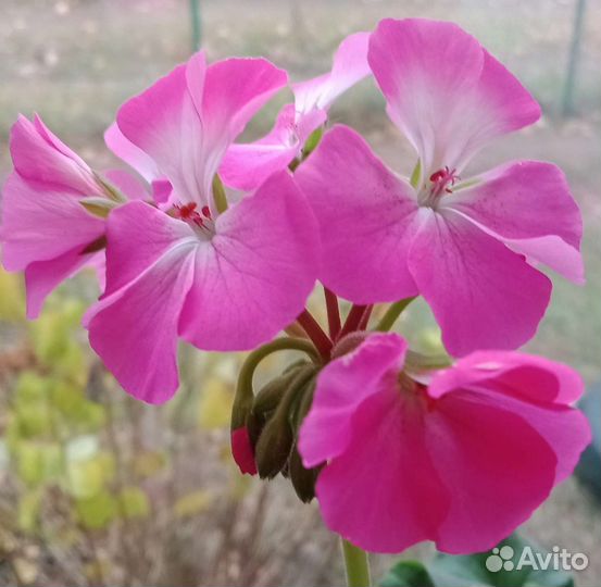 Герань пеларгония