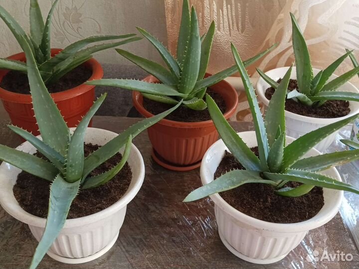 Алоэ-вера лечебный