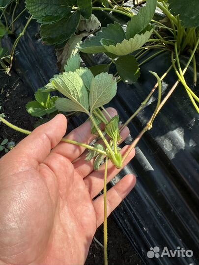 Клубника рассада Усики сорт брилла