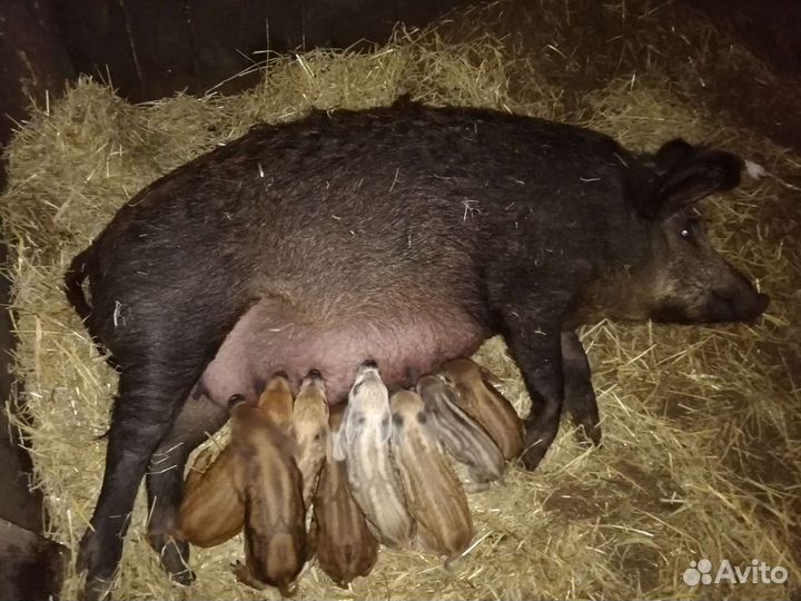Продам поросят венгерской пуховой мангалицы