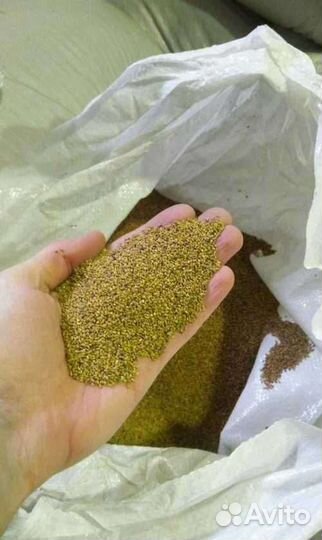 Семена белого клевера и розового