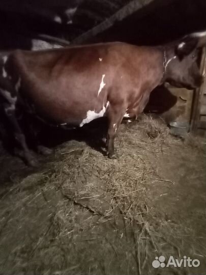 Корова дойная