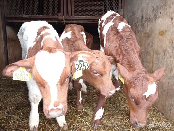 Бычки и телята