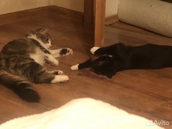 Котята в добрые руки