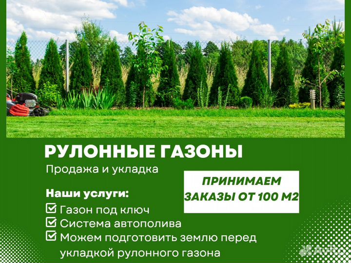 Рулонный газон элитный