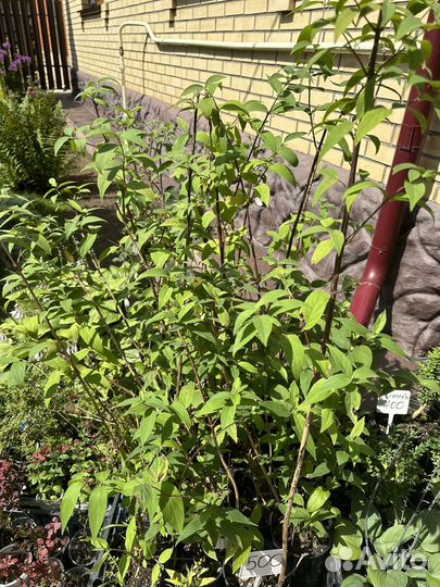 Дейция шершавая