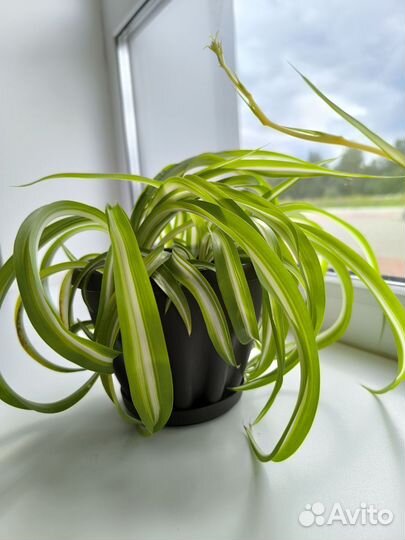 Хлорофитум кудрявый композиция в интерьере