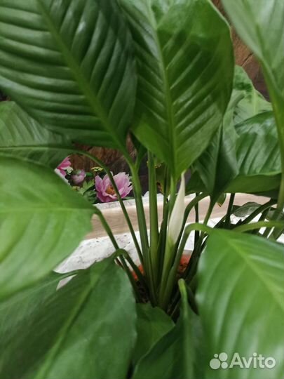 Спатифиллум