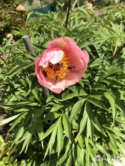 Букет пионов