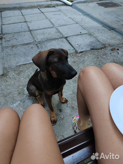 Щенок мальчик