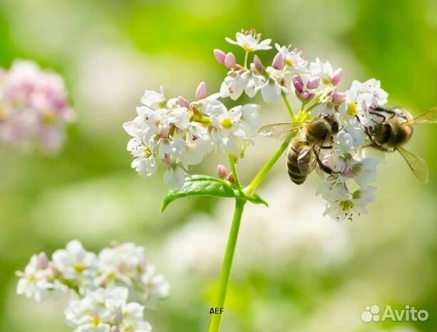 Мёд 24 года Алтайский опт