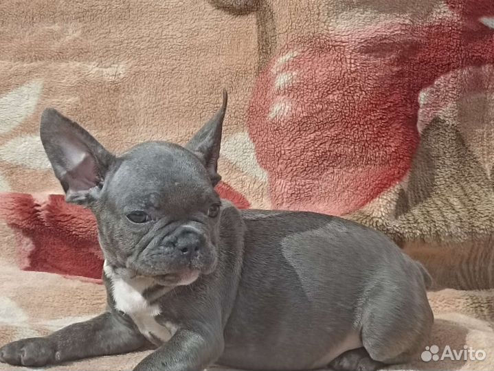 Французская булочка