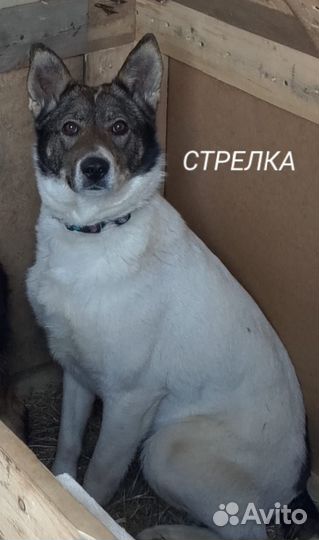 Собака в добрые руки