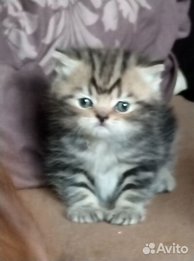 Продаю котят