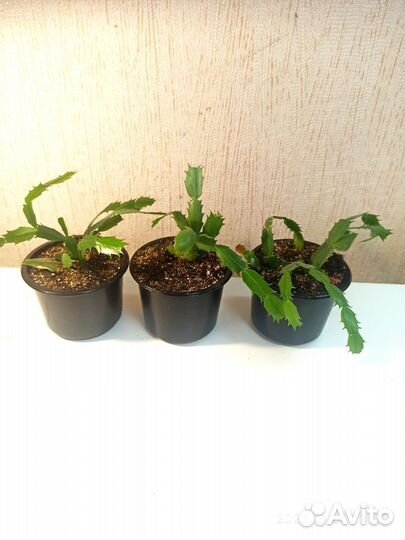 Отводочки декабриста Dark Eva