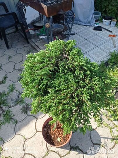 Можжевельник грин карпет