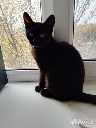 Котик в добрые руки