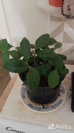 Саженцы мушмулы