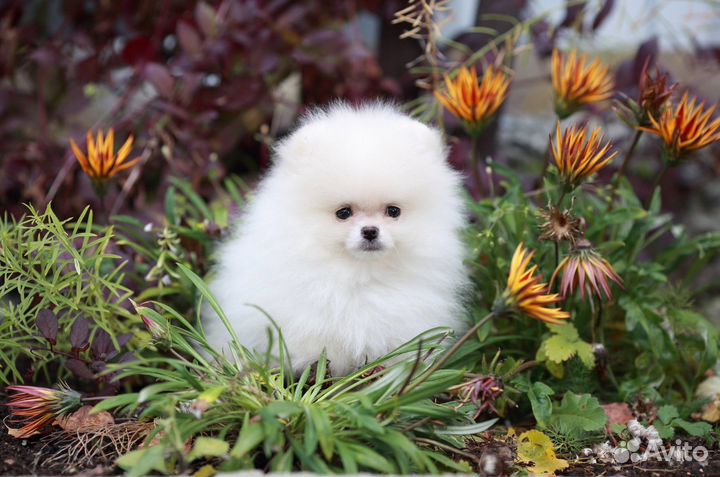 Щенок шпиц мини