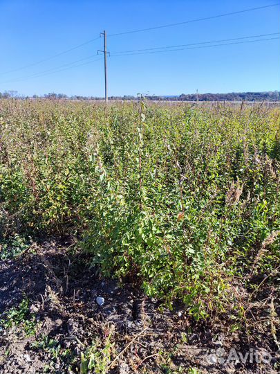 Подвой жерделы