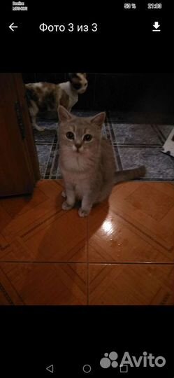 Питомник отдает британцев