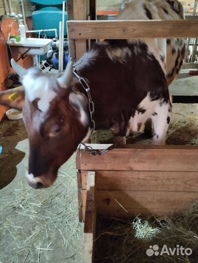 Телки айширские на племя