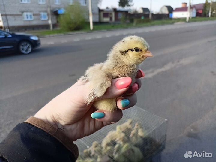 Живая домашняя птица