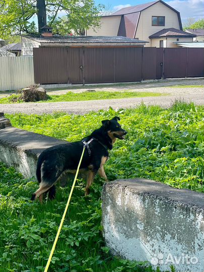 Босерон помесь