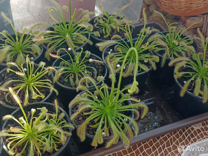 Росянка капская/Drosera capensis (хищное растение)
