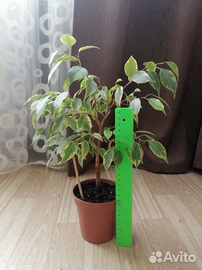 Фикус Бенджамина пестролистный