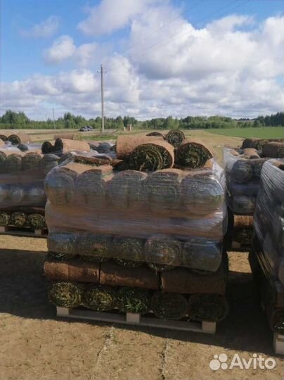 Рулонный газон от производителя