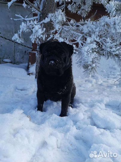 Щенки Мопса