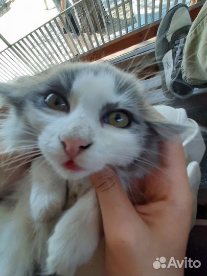 Котята отдам в добрые руки бесплатно