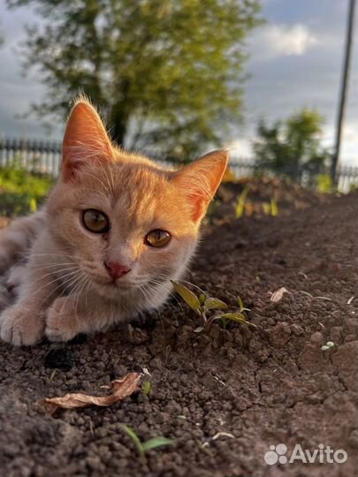 Котенок в добрые руки