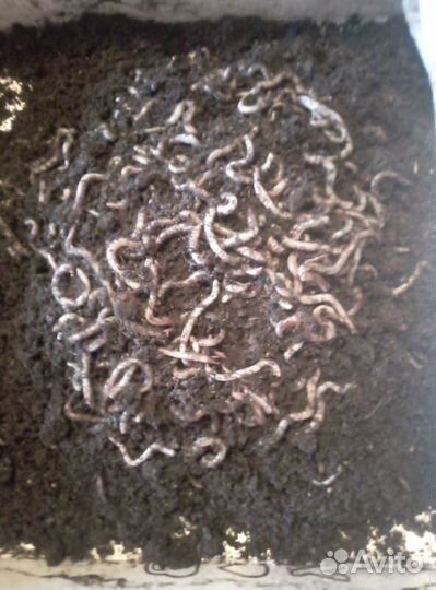 Червь дендробена венетта