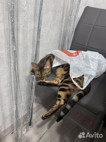 Бенгальская кошка в добрые руки