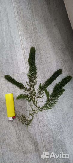 Роголистник в аквариум