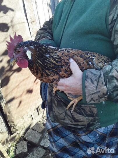 Куры молодки (домашние)