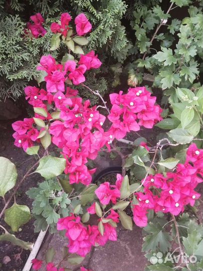 Бугенвиллия