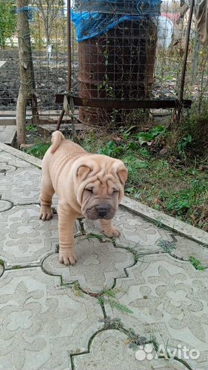 Щенки породы шарпей