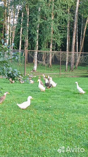 Утки молодые